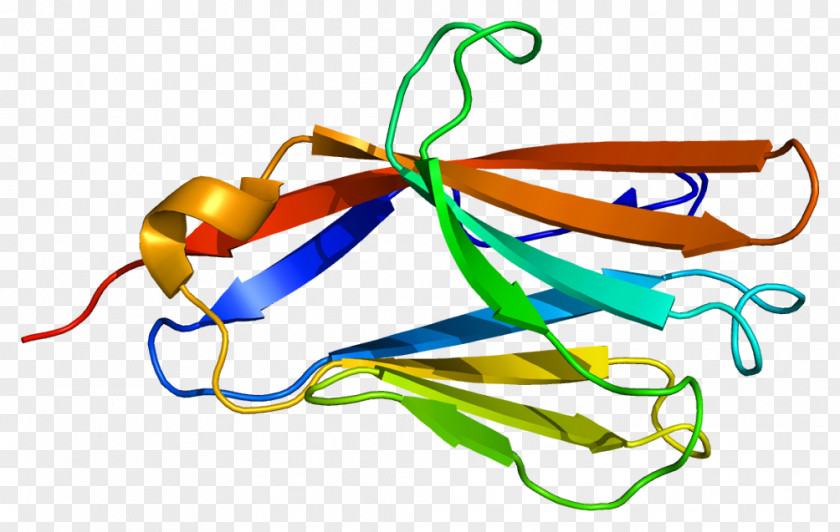 CD300LF Receptor Gene Antibody Protein PNG