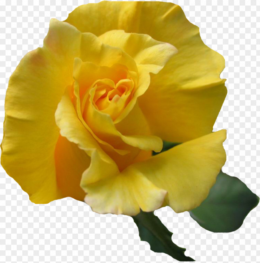 Flower Garden Roses Yellow Desktop Wallpaper PNG