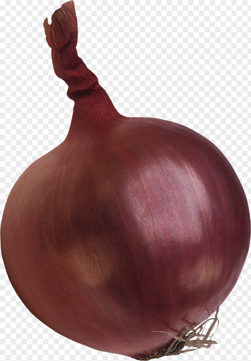 Garlic Shallot Red Onion Yellow PNG