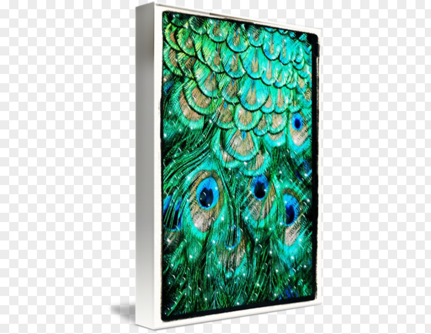 Peacock Feathers Feather Pavo Italy Tail Bezel PNG