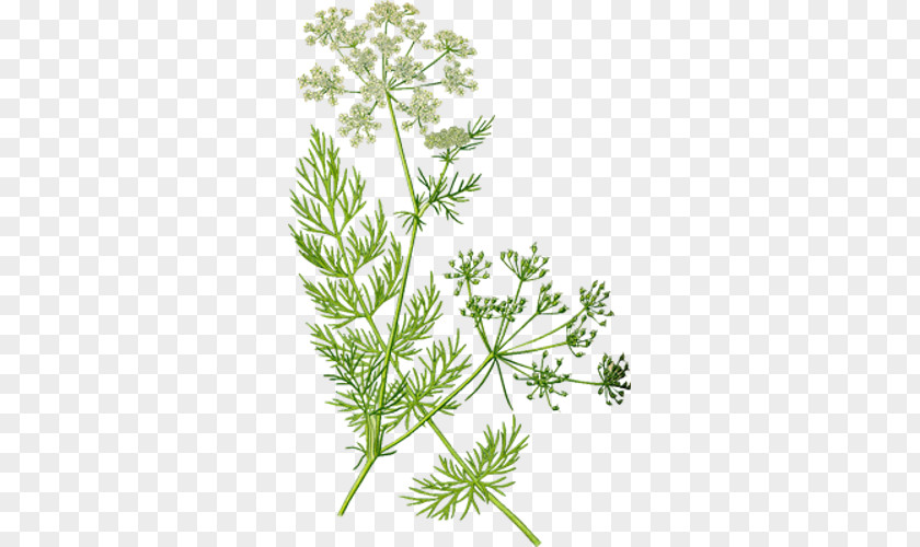 Plant Caraway Herb Cumin Fennel Rosemary PNG