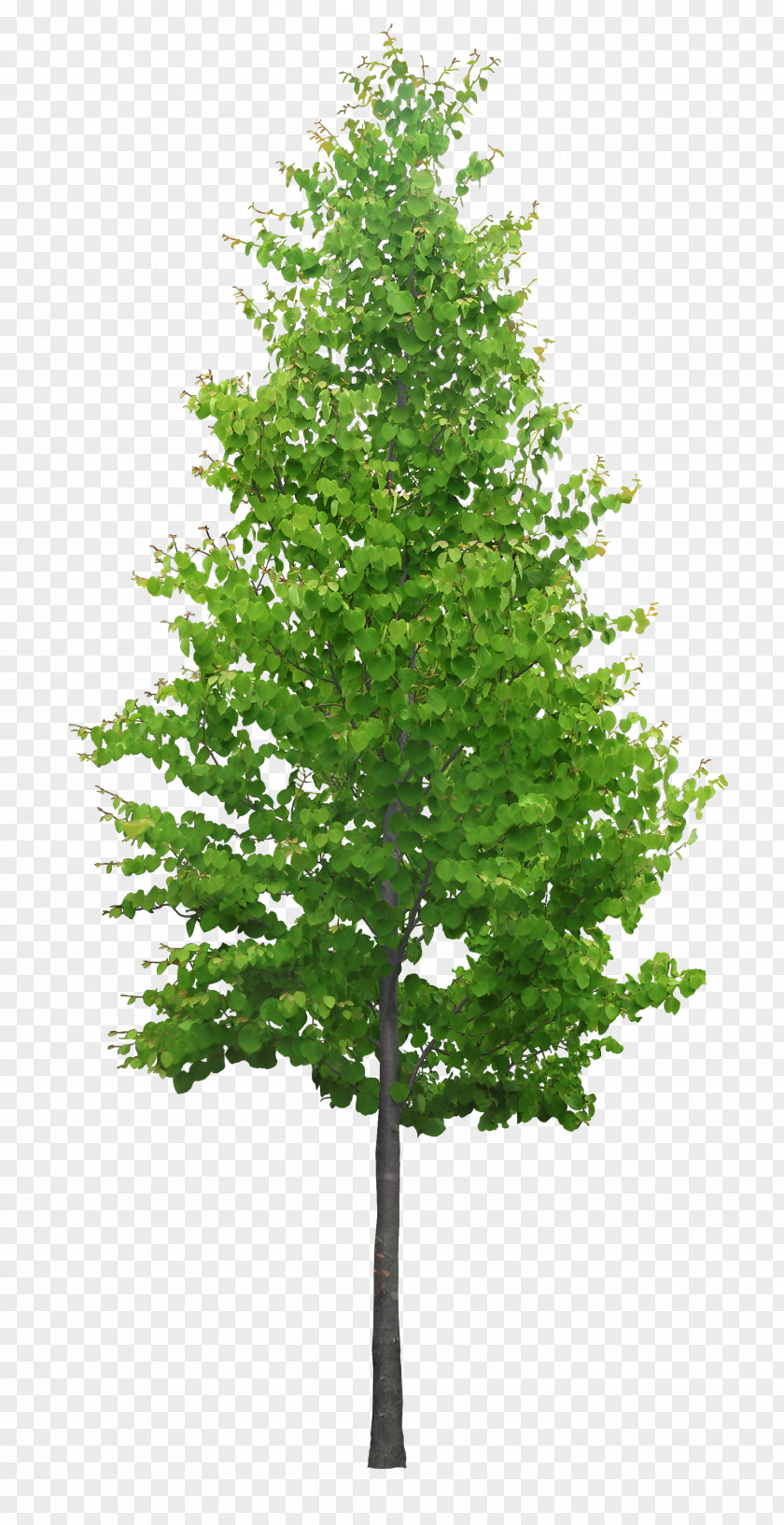 Tree 3D Modeling SketchUp Computer Graphics Cedar PNG