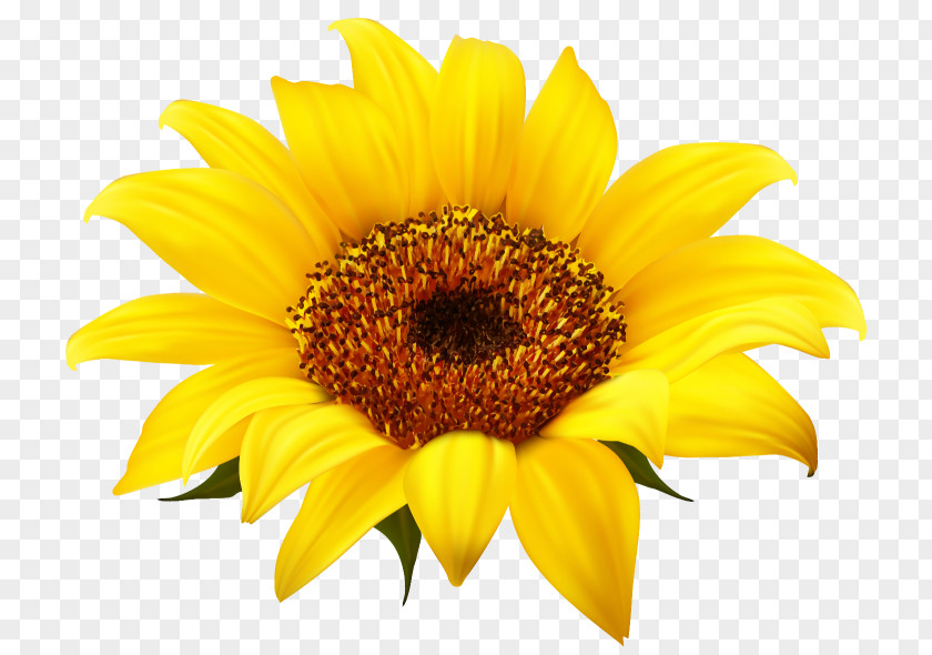 Common Sunflower Download Clip Art PNG