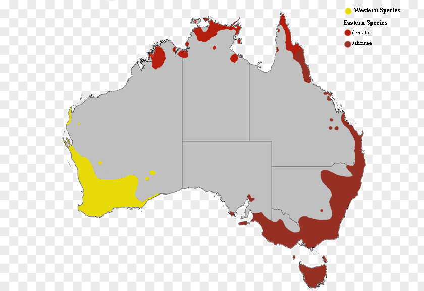 Indigenous Australians South Australia Queensland Sydney Western PNG