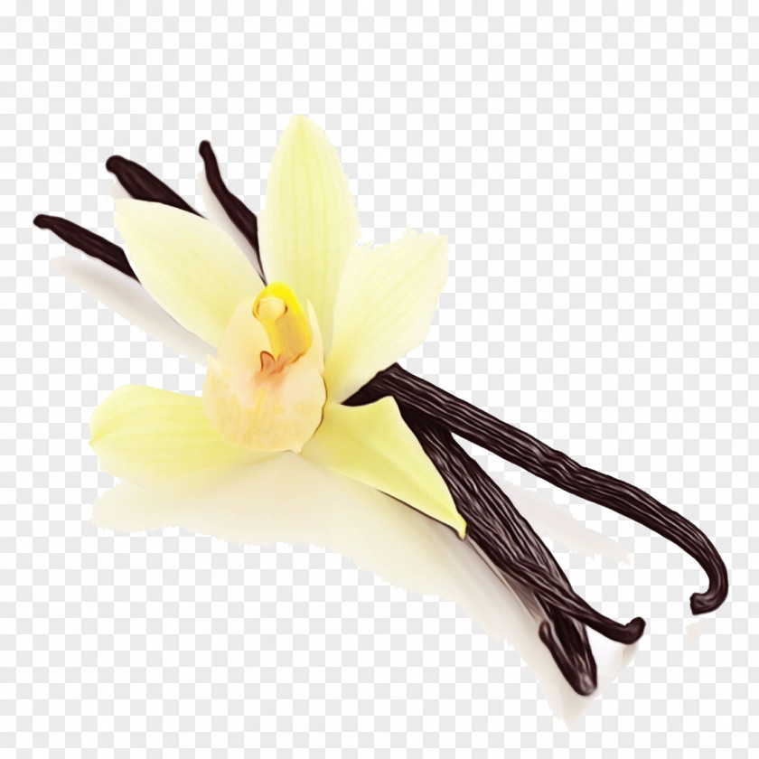 Iris Crocus Flower Watercolor PNG
