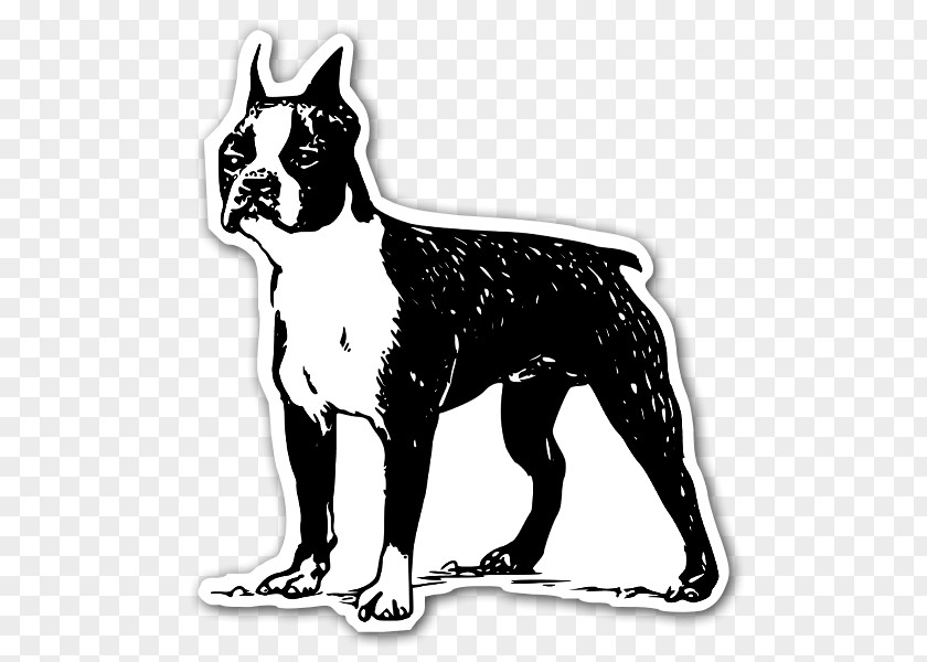 Boxer Boston Terrier Bull Scottish Irish Rat PNG