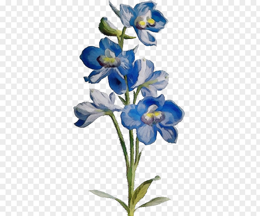 Cut Flowers Bluebonnet Flower Plant Blue Petal Iris PNG