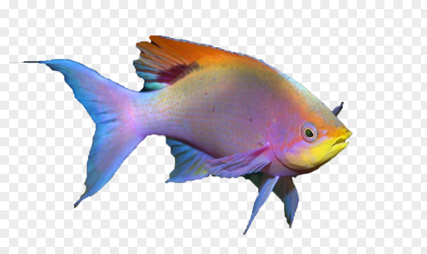 Fish Quiz Tropical Aquarium Lionhead PNG