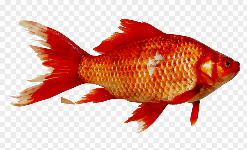 Goldfish Prussian Carp Image Magikarp PNG