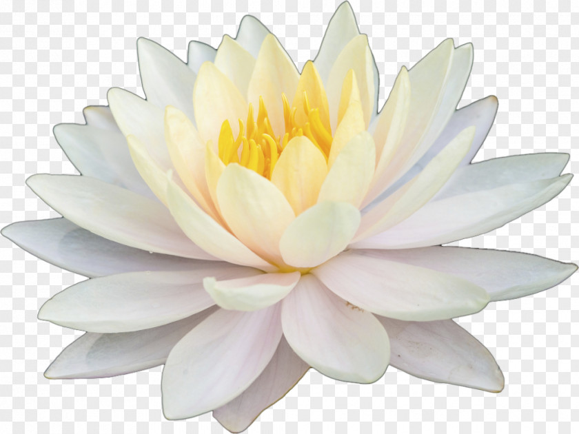 White Lotus Nelumbonaceae Aquatic Plants Artificial Flower Petal Nelumbo Nucifera PNG