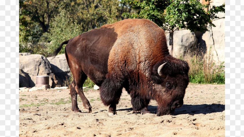 Bison Cattle Yellowstone National Park American Horn Buffalo Meat PNG