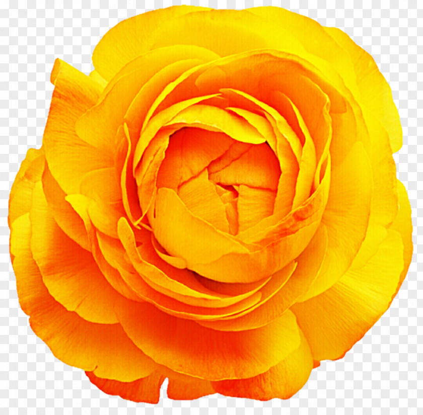 Buttercup Flower Rose Cut Flowers Yellow Stock Photography PNG