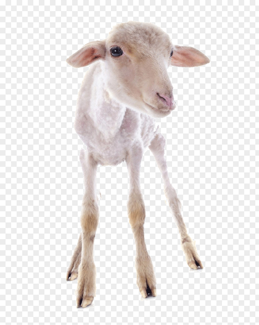 Cute Little Goat Sheepu2013goat Hybrid Cattle Livestock PNG