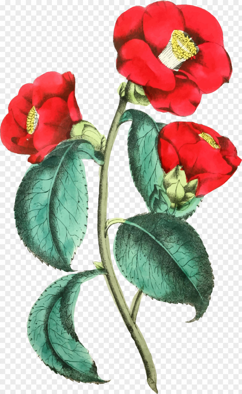 Flower Illustration Flammarion Engraving Rose PNG