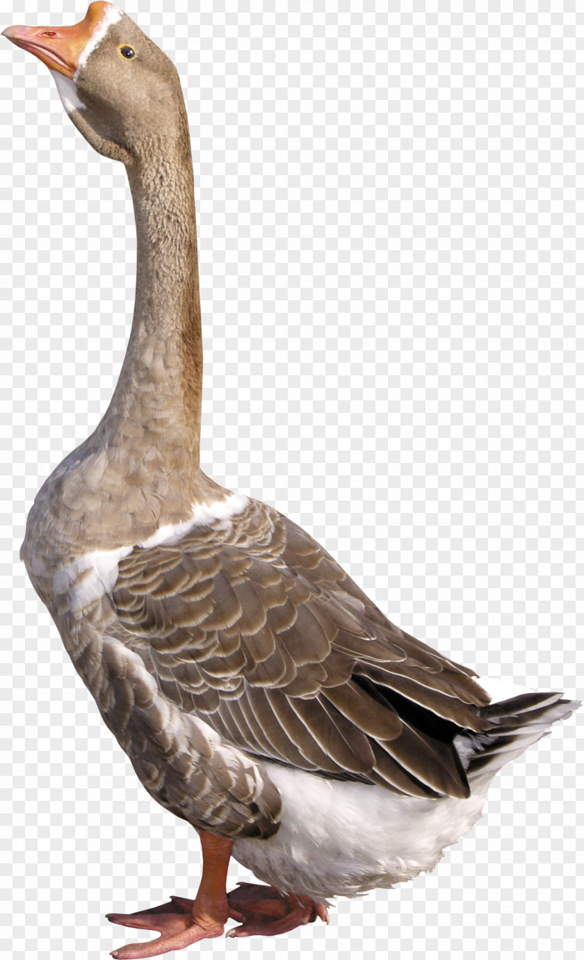 Goose Duck Image File Formats PNG