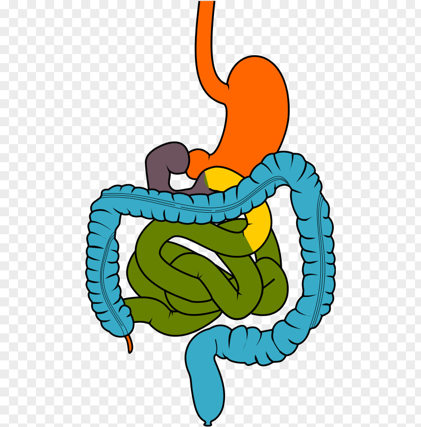 Intestinal Clip Art Gastrointestinal Tract Digestion Disease Human Digestive System PNG
