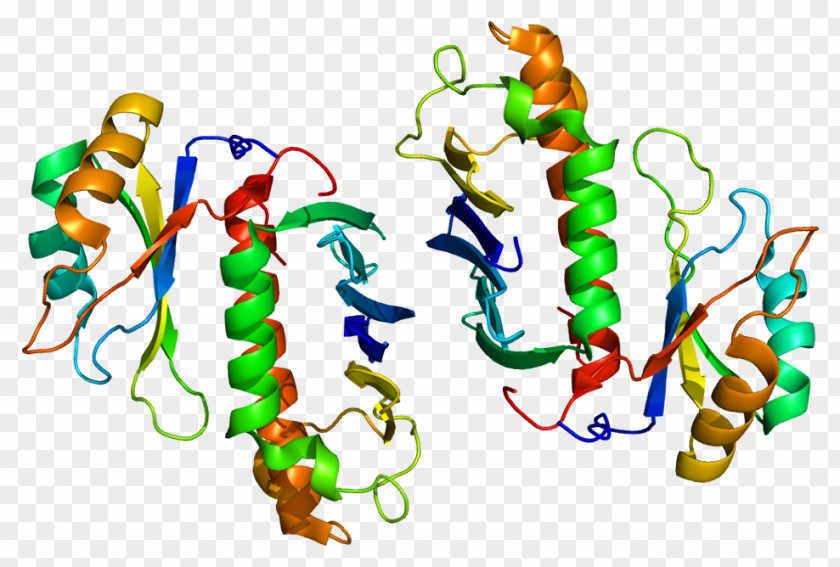 RBM8A Gene MAGOH RNA-binding Protein PNG