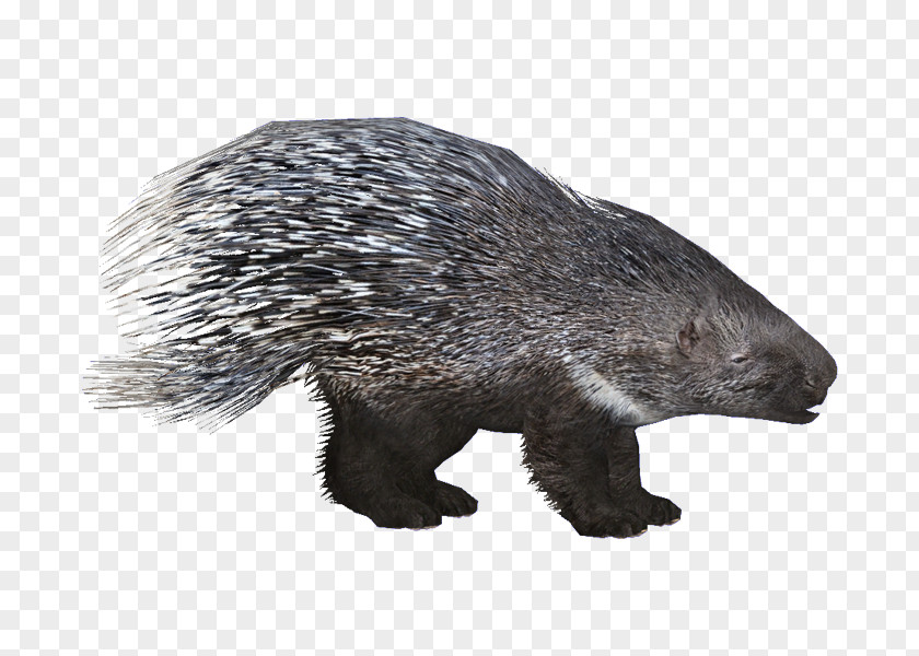 Beaver Zoo Tycoon 2 Crested Porcupine Rodent PNG