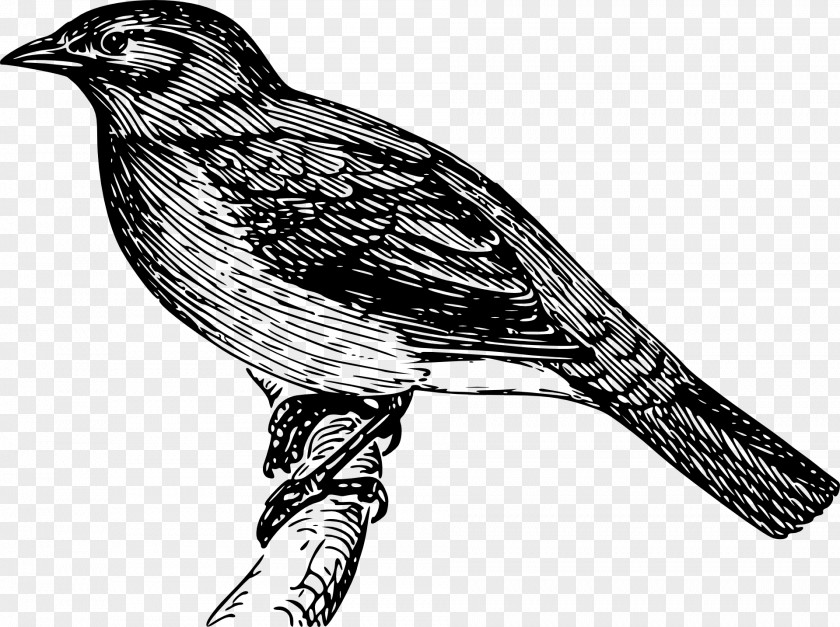 Bird Watercolor Bulbul Royalty-free Clip Art PNG