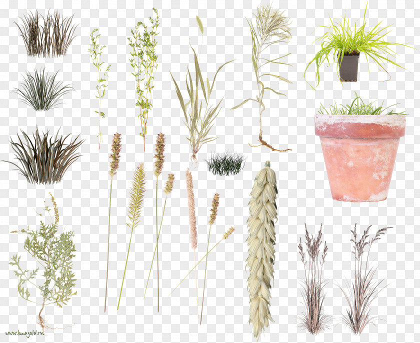 Burning Grass Jelly Grasses Herbaceous Plant Clip Art PNG