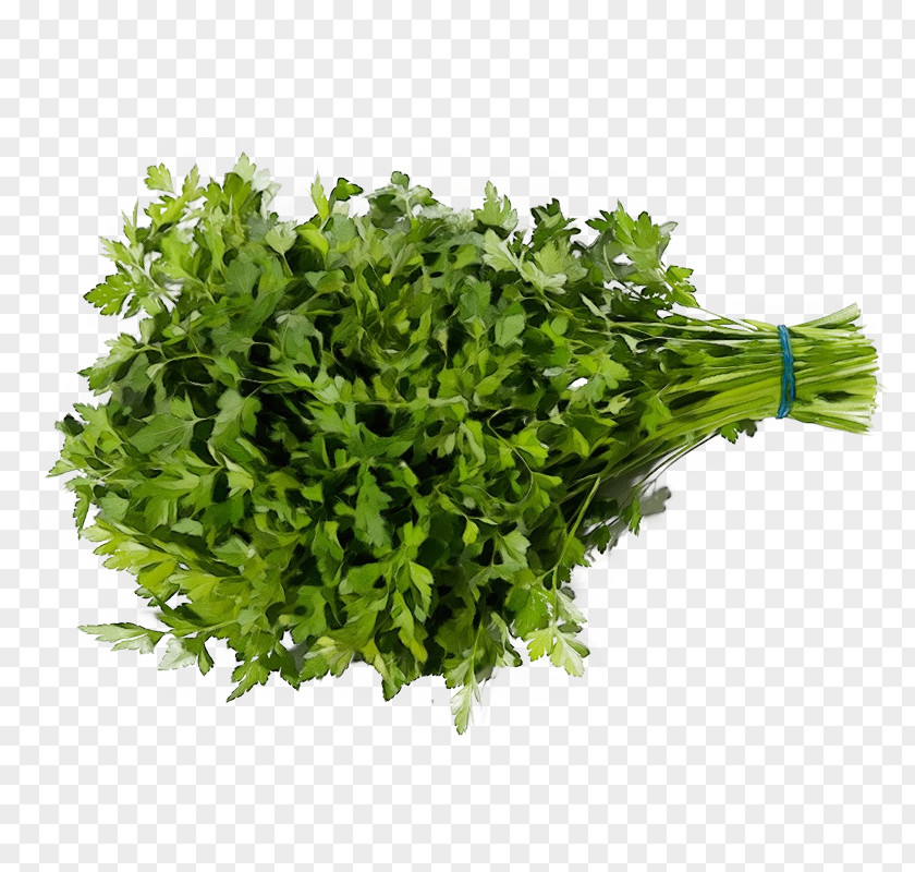Food Flowering Plant Green Grass Leaf Vegetable PNG