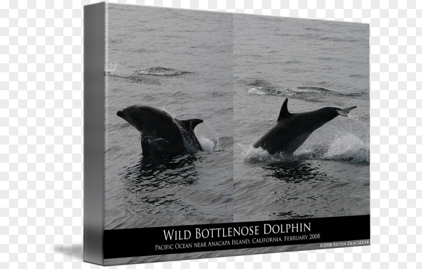 Jumping Dolphins Killer Whale Wholphin Tucuxi Dolphin Water PNG