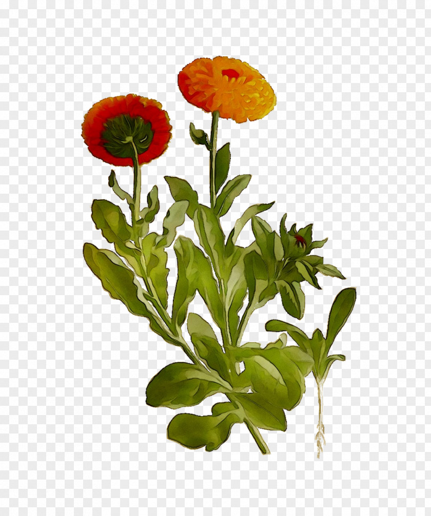Pot Marigold Cut Flowers Plant Stem Annual PNG