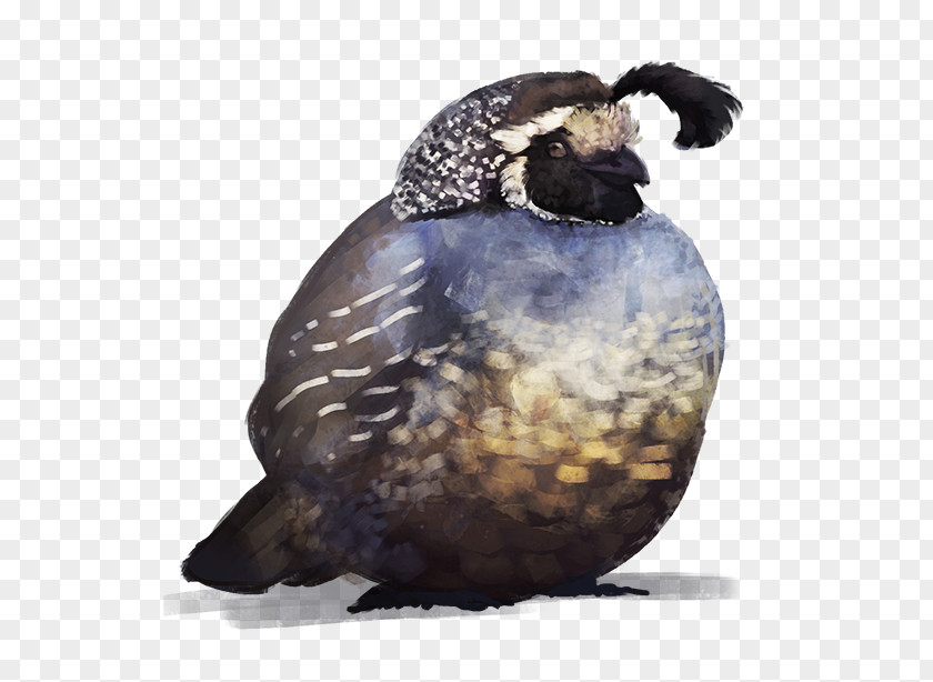 Quail Bird Common DeviantArt Sketch PNG