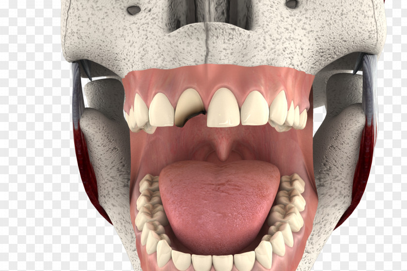 3d Tooth Animation Table 3D Computer Graphics PNG