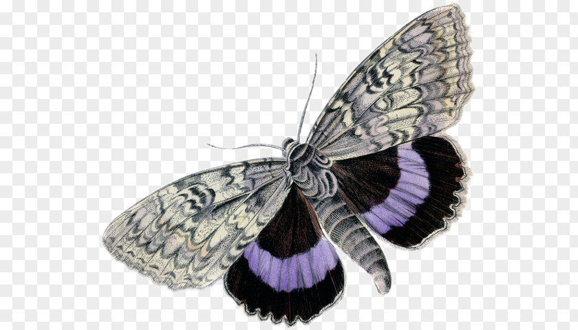 Butterfly Insect Moth Clip Art PNG