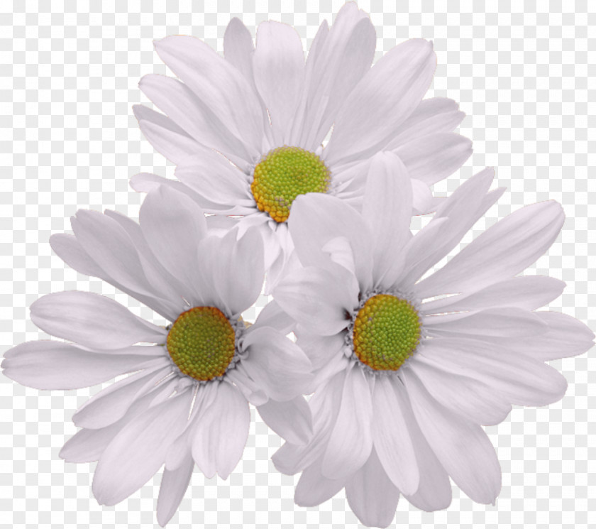 Chrysanthemum Flower Bouquet Clip Art Image PNG