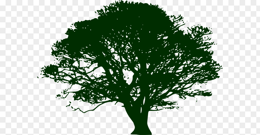 Narratree Tree Silhouette Swamp Spanish Oak Clip Art PNG