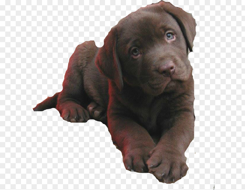 Puppy Labrador Retriever Flat-Coated Dog Breed Golden PNG