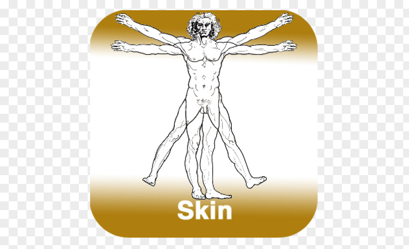 Anatomy Of Skin Vitruvian Man The Creation Adam Paper Mural PNG