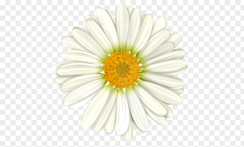 Chamomile Flower PNG