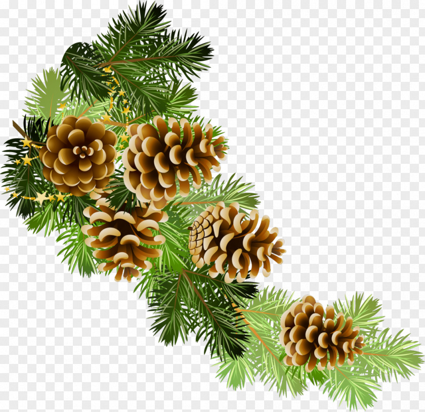 Christmas Pine Conifer Cone Fir Clip Art PNG