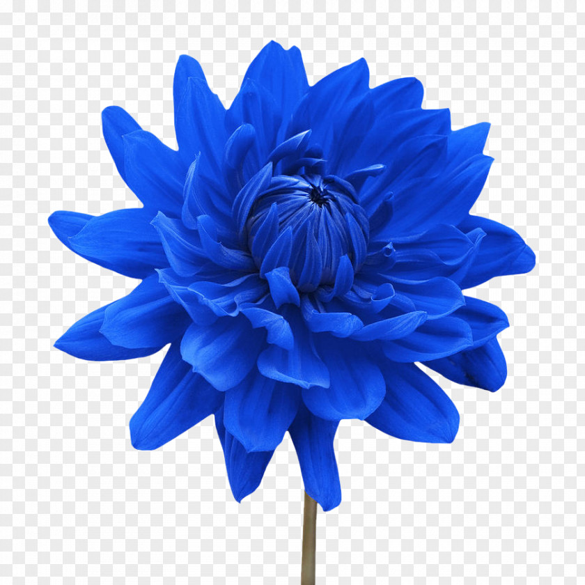 Flower White Blue Dahlia Desktop Wallpaper PNG