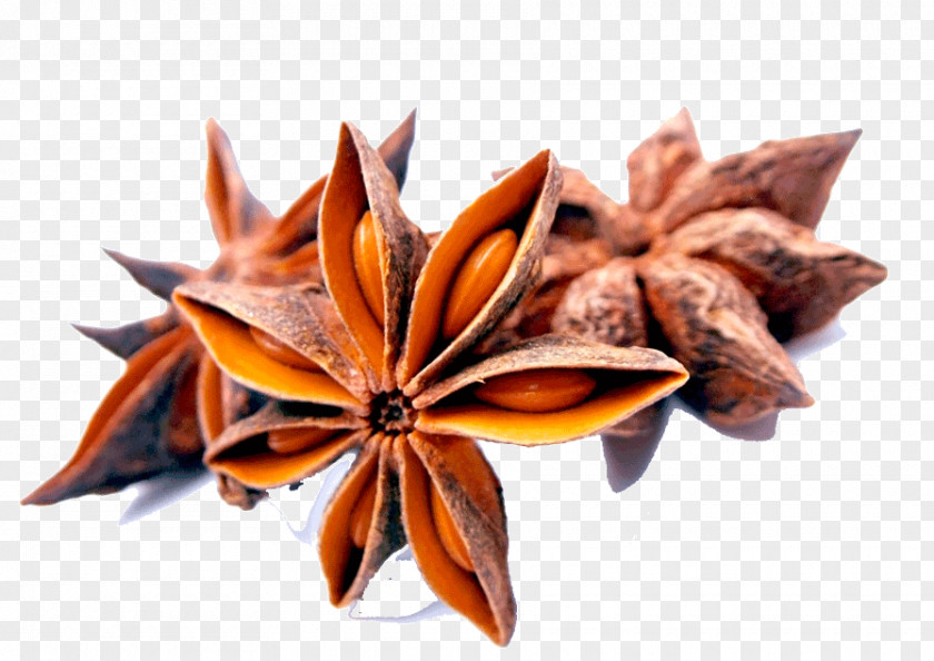 Illicium Verum Star Anise Spice Herb Chinese Cuisine PNG