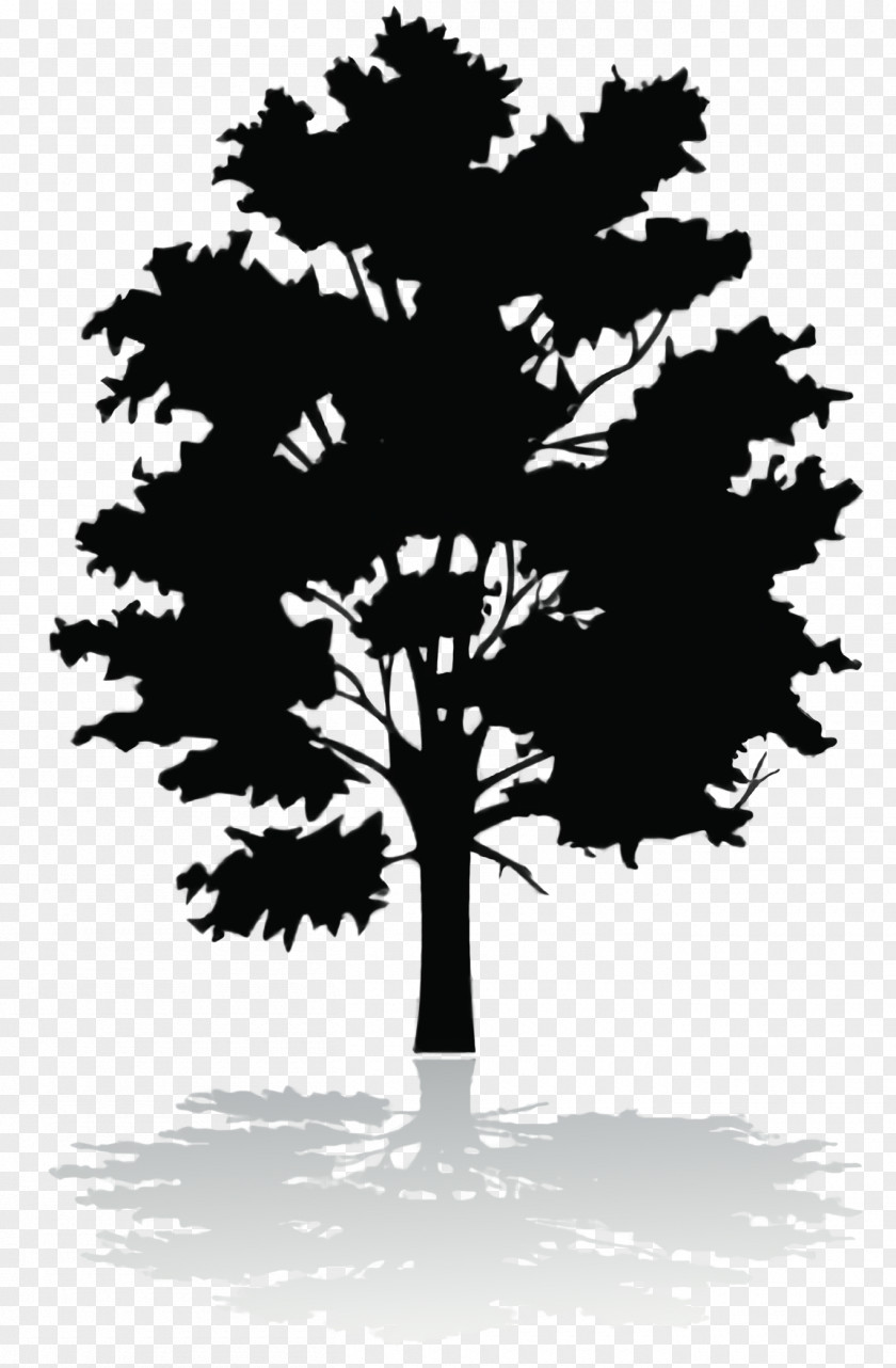 Pine Family Trunk Tree Silhouette PNG