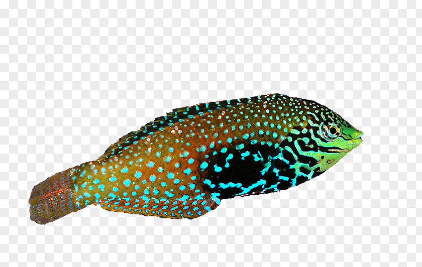 Triggerfish Parrotfish Fish Cartoon PNG