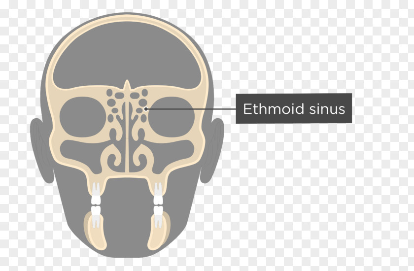 Skull Perpendicular Plate Of Ethmoid Bone Sinus Anatomy PNG