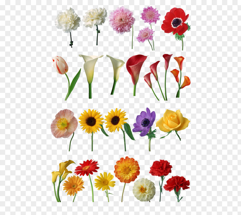 Super Floral Design Cut Flowers Petal PNG