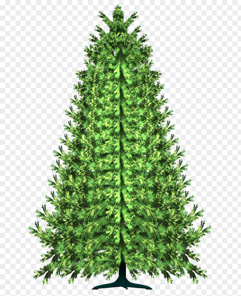 Tree Pine Conifers Spruce Clip Art PNG