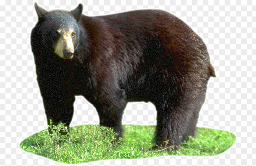Bear American Black Grizzly Image Polar PNG