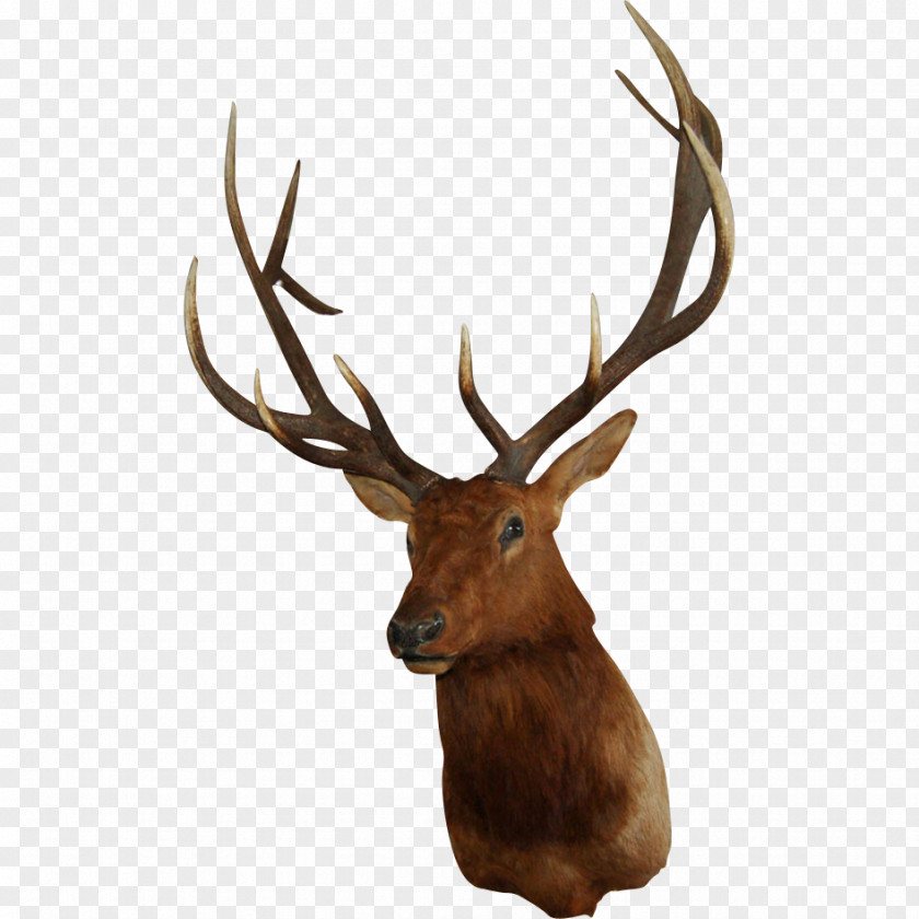 Deer Horn White-tailed Elk Wall Decal PNG