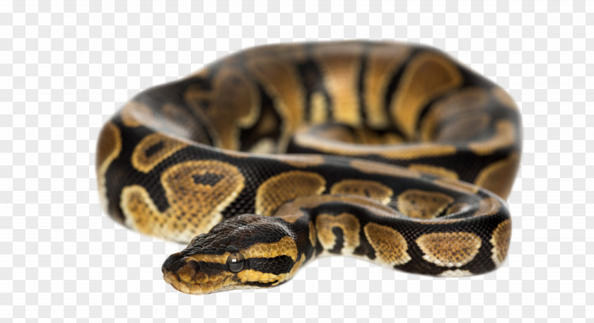 Entrenched Snake Ball Python Molurus Burmese Stock Photography PNG