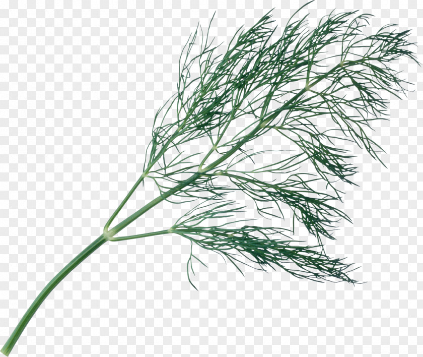 Parsley Plant Herb Tree Dill PNG