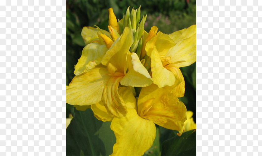 Plant Canna Large-flowered Evening-primrose Terra Ceia Farms Narrow-leaved Sundrops PNG