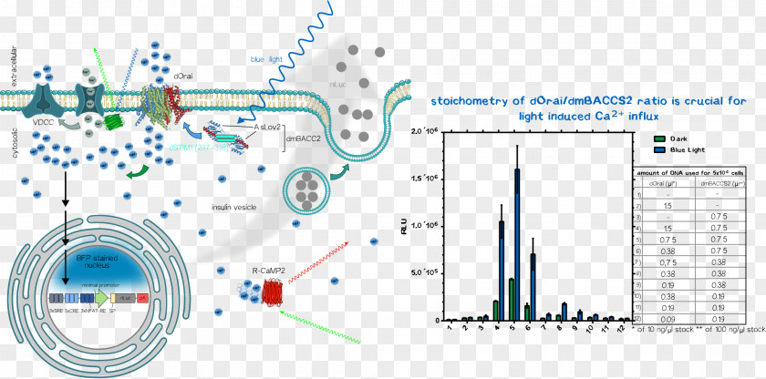 Pylis Downstream Sequence Ludwig Maximilian University Of Munich Technical RWTH Aachen Engineering PNG