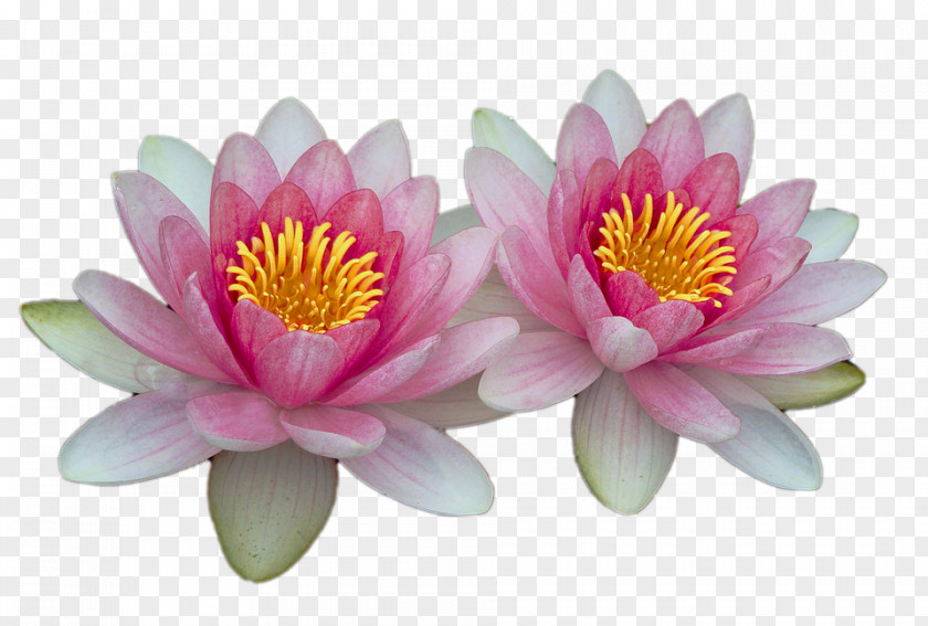 Water Lilies Photography Clip Art PNG